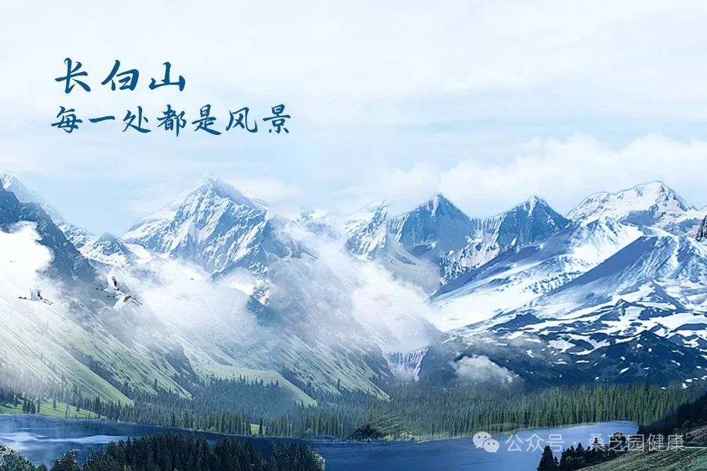 传承中医文化关爱生命健康—桑芝园桑黄行业领航者(图2)