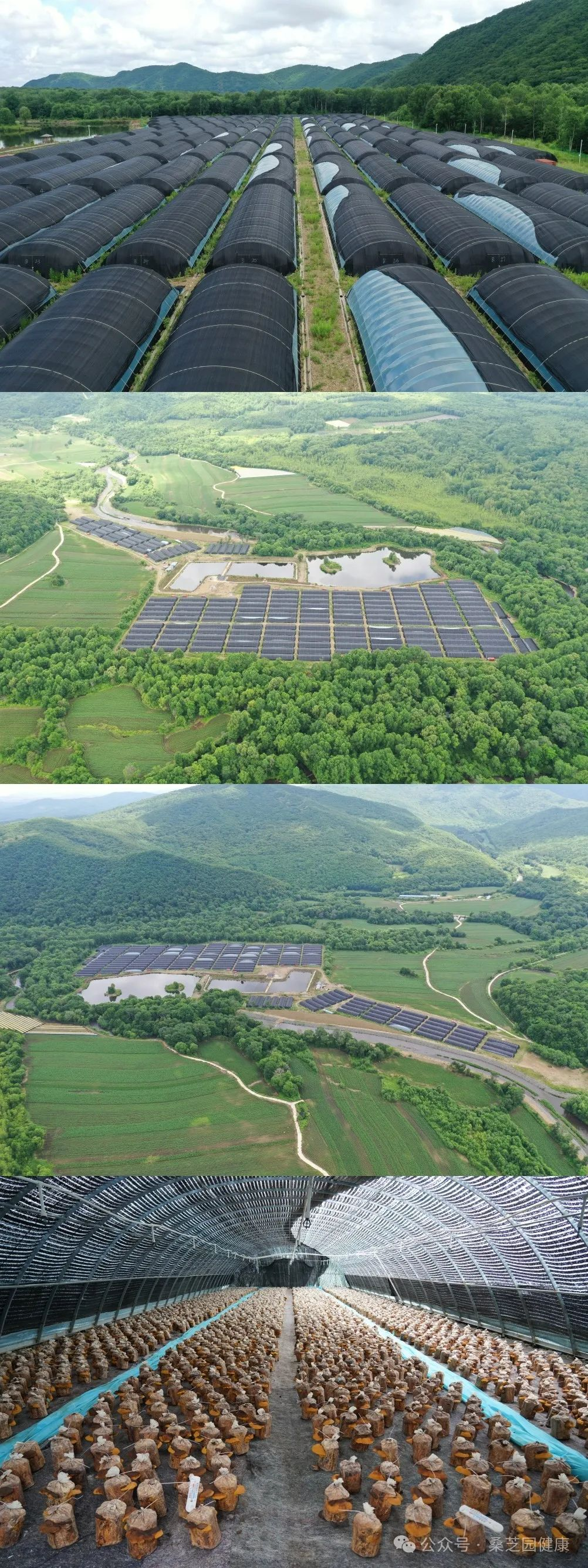 传承中医文化关爱生命健康—桑芝园桑黄行业领航者(图5)