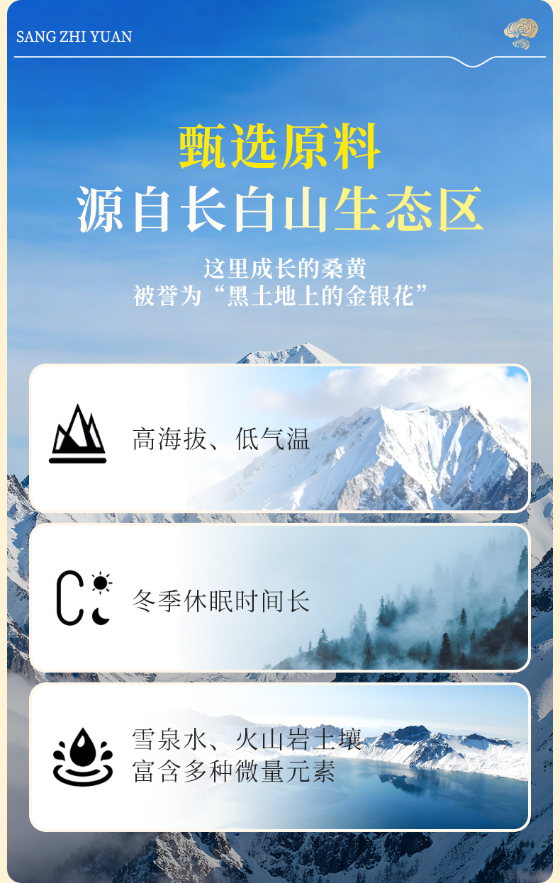 桑黄粉(图3)