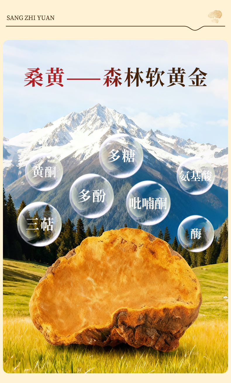 桑黄粉(图6)