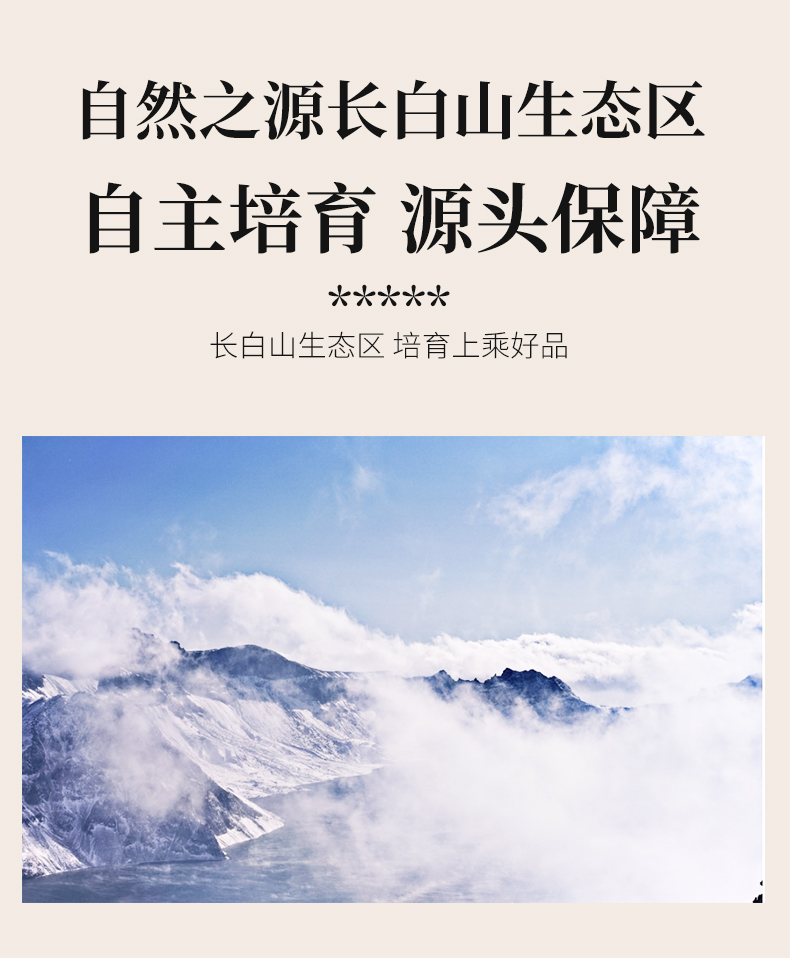桑黄代用茶(图4)