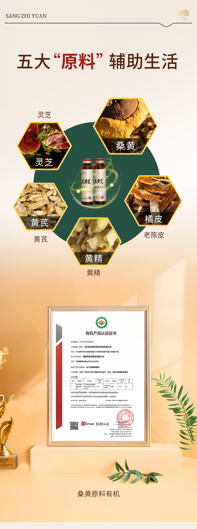 三黄灵 桑黄精芝饮(图3)