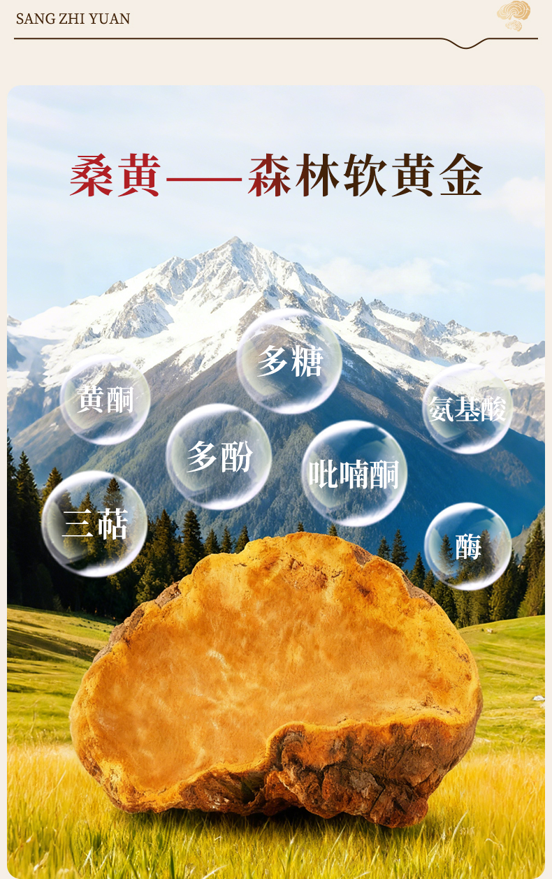 三黄灵 桑黄精芝饮(图7)