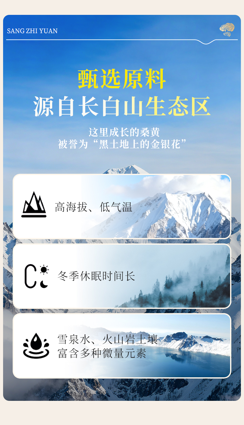 三黄灵 桑黄精芝饮(图6)